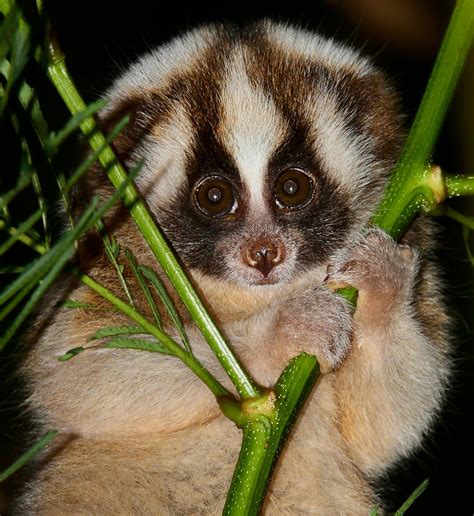 Slow lorises are nocturnal, which is why they have such ridiculously ...