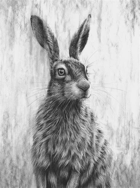 #Rabbits & #Hares #Artwork | Hare painting, Hare illustration, Hare drawing