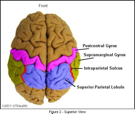 Sulcus Anatomy - Anatomical Charts & Posters