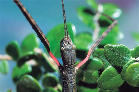 Stick Insects | New Zealand Geographic