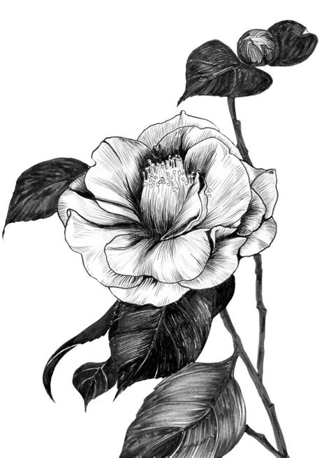 Camellia - Flowers and Leaves on a White Background. Exotic Flowers. Ink Drawing. Decorative ...