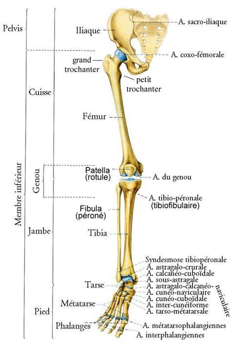 Les Os de la Jambe et du Pied - planches anatomiques. | Medical anatomy, Anatomy and physiology ...