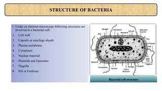 Bacterial cell | PPT