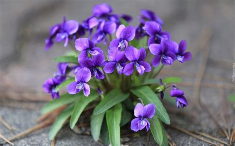 Fialka a jej široké využitie v prírodnej liečbe | Beautiful flowers ...