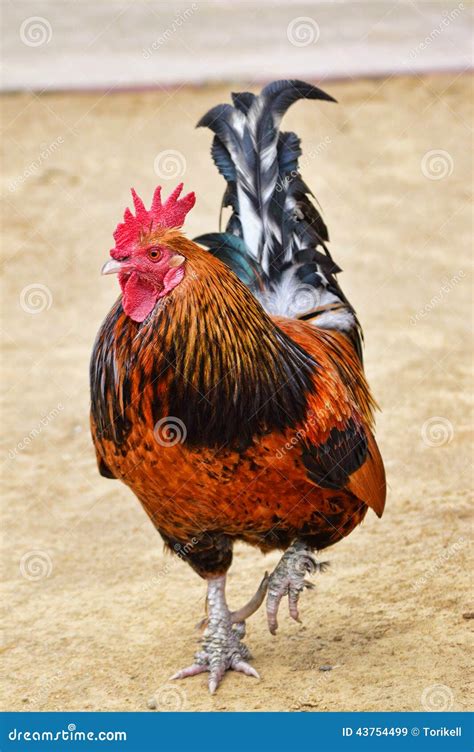 A Male Rooster Chicken Walking Towards Camera, Full Body Stock Photo ...