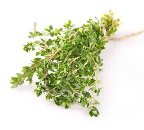 Lemon Thyme / Thymus Vulgaris - The Growers