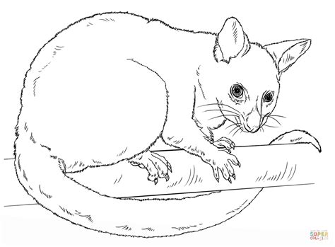 Possum Coloring Drawing Draw Pages Brushtail Common Drawings Opossum ...