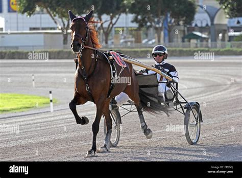 Harness racing at Malta Racing Club, Marsa, Malta Stock Photo - Alamy