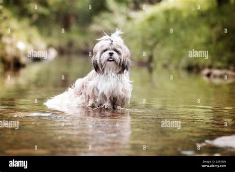 bathing Shih Tzu Stock Photo - Alamy