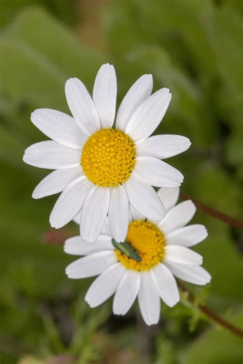 Anthemis Maritima (Dog Fennel) Flower Stock Image - Image of common, flora: 114840103