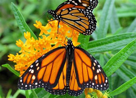 5 Santuarios de la Mariposa Monarca: Todo Lo Que Debes Saber - Tips ...