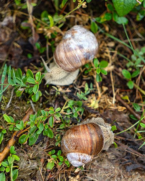 How to Harvest and Cook Snails From the Garden - Edible Communities