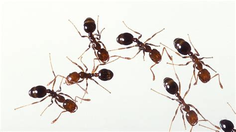 More Fun Than Fun: The Underground Architects and Engineers of the Ant ...