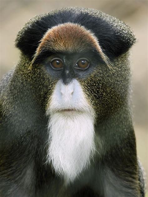 Roloway monkey - Alchetron, The Free Social Encyclopedia