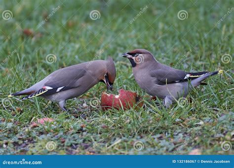 Bohemian Waxwing Bombycilla Garrulus Stock Image - Image of animal ...