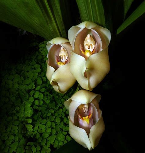 Orchids that look like animals (mimicry and pseudocopulation) - Forum ...