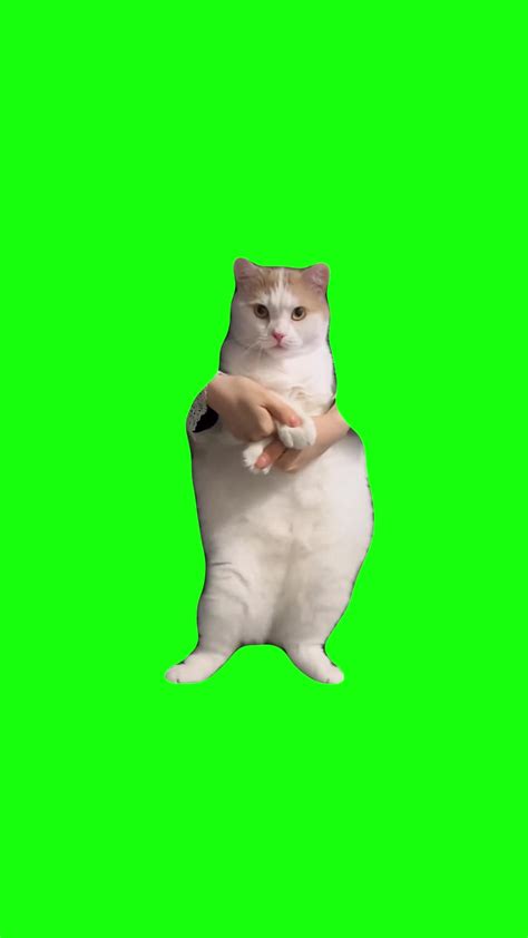 Cat Dancing to EDM | Green Screen