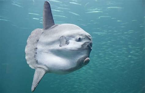 Giant Sunfish Is Found Washed Up On A Deserted Beach (4 pics ...