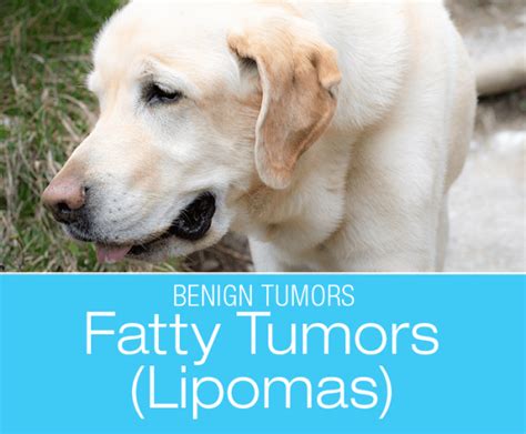 Fatty Tumors in Dogs: If It's Got To Be A Lump, Let It Be Lipoma