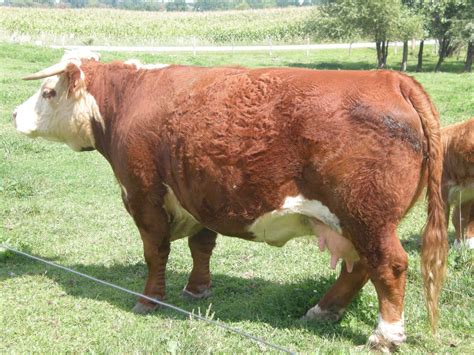 Mini Hereford Cow | Cow, Hereford cows, Mini hereford