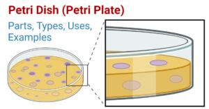 Petri Dish: Definition, Parts, Types, Uses, 4 Examples