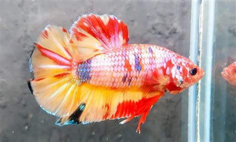 √ Ikan Cupang Giant Multicolor : Ciri, Cara Merawat, Harga Hingga ...