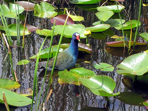 Everglades' Water Quality Improved