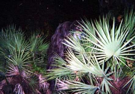 Myakka Skunk Ape | Unexplained Mysteries Image Gallery