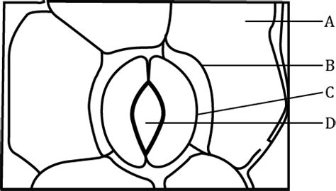 What is stomatal apparatus? Explain the structure of stomata with a ...