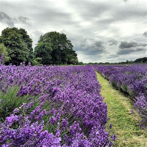 MAYFIELD LAVENDER FARM (Banstead) - All You Need to Know BEFORE You Go