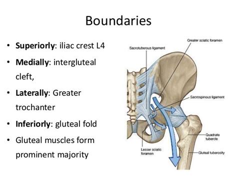 Gluteal region