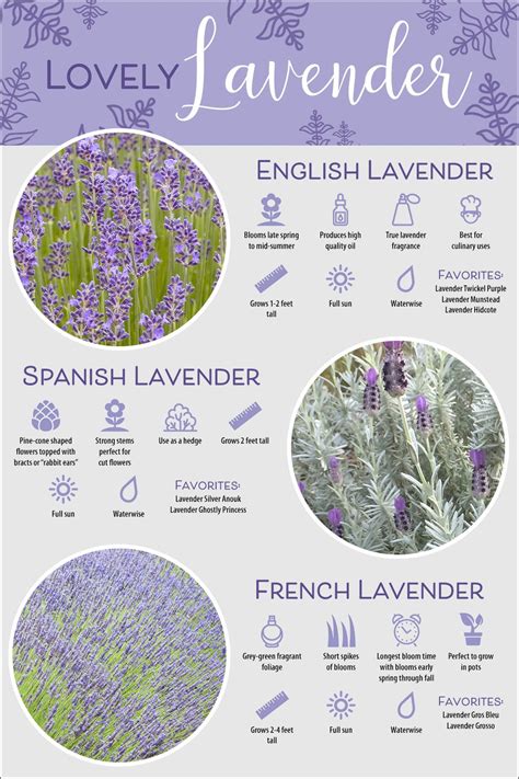 Lavender is a great addition to the garden and pots. Here are the various types of lavender ...