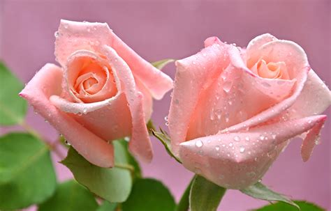 Wallpaper Two Roses Pink color Drops Flowers Closeup