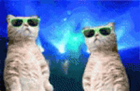 Cat Wearing Rave Shades GIF | GIFDB.com