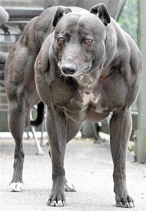 Super Muscle Dog