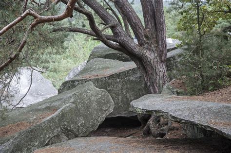 Fontainebleau Forest Green - Free photo on Pixabay - Pixabay