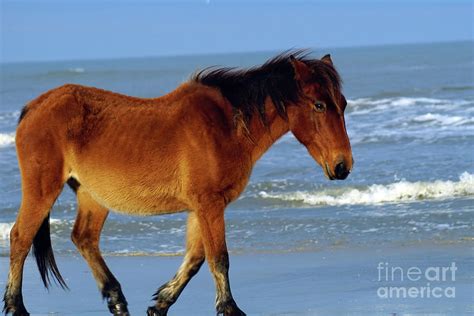 A Horse With No Name Photograph by Judy Carr - Fine Art America