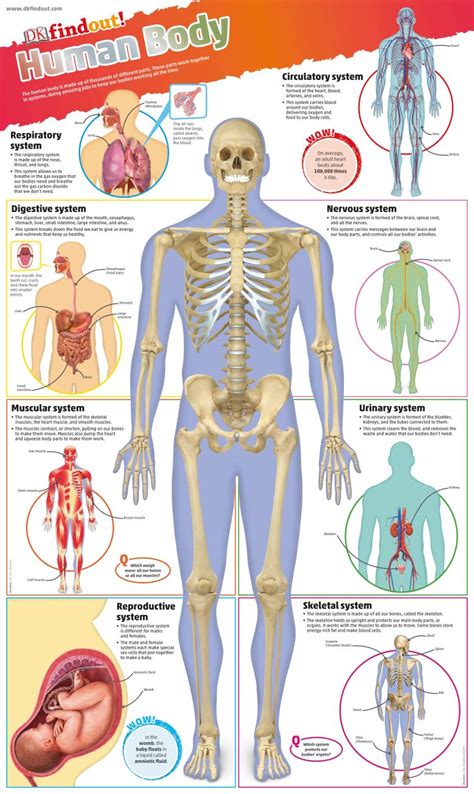 DKfindout! Human Body Poster | DK UK