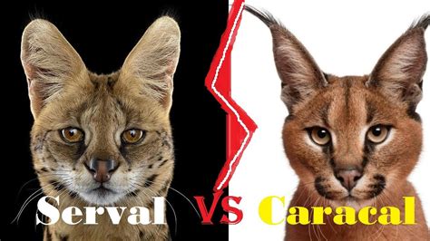 Creature Comparison: Serval vs. Caracal - YouTube