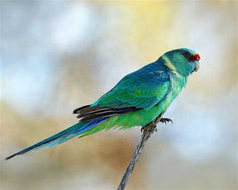 Mallee Ringneck Parrot in 2020 | Australian birds, Pretty birds, Hollow ...