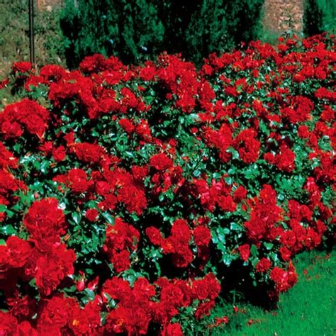 La Sevillana Bush Rose 8" Pot - Hello Hello Plants & Garden Supplies