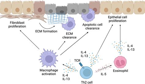 Frontiers | Conventional and pathogenic Th2 cells in inflammation, tissue repair, and fibrosis