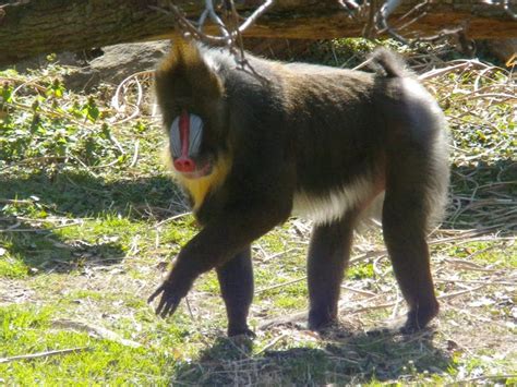 The Zoo Review: Species Fact Profile: Mandrill (Mandrillus sphinx)