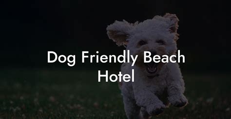 Dog Friendly Beach Hotel - Dog Hotels