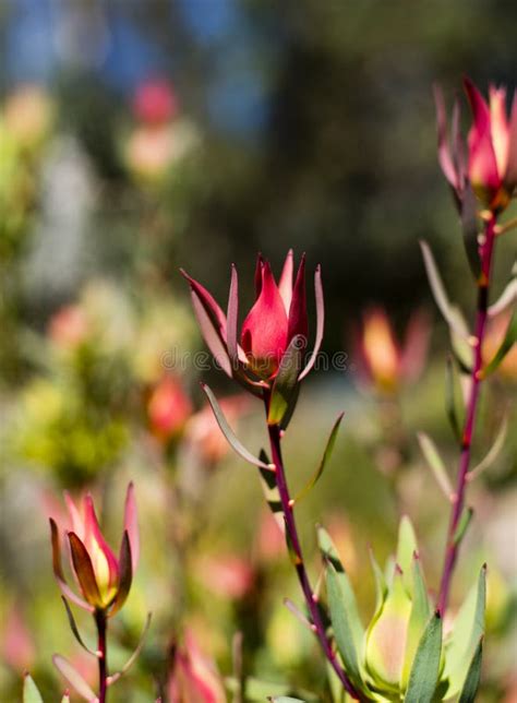 Dark Red Protea Bloom Field Stock Photos - Free & Royalty-Free Stock Photos from Dreamstime