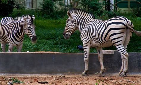 Mysore Zoo | Mysore Zoo History| Mysore Zoo Entry Fee and Timing