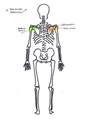 alla Poppy: Movement and Muscles at the Shoulder horizontal abduction and horizontal adduction