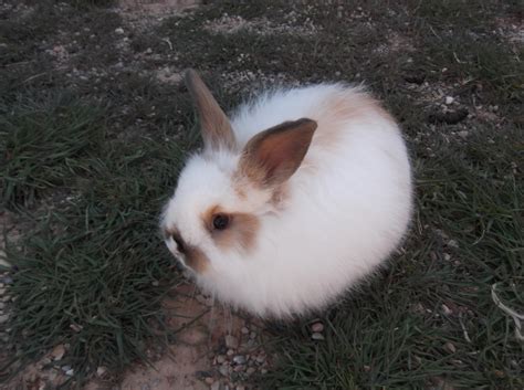 Bunny Rabbit Free Stock Photo - Public Domain Pictures