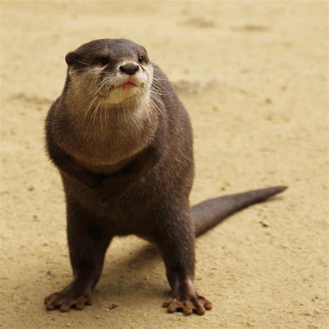 Otter gif by NewBeginnings2 | Photobucket - animated gif #2442239 by ...