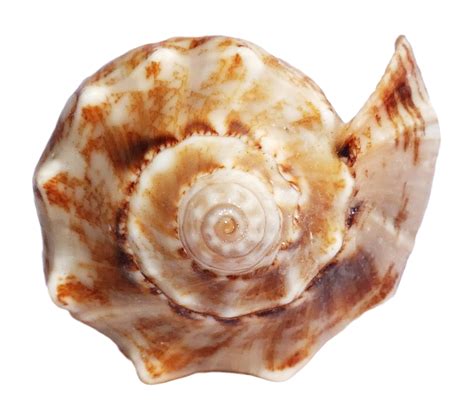 Shell PNG Transparent Images - PNG All